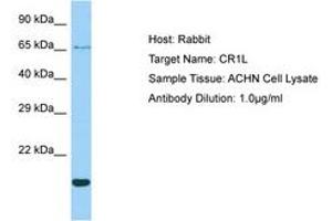 Image no. 1 for anti-Complement Component (3b/4b) Receptor 1-Like (CR1L) (AA 57-106) antibody (ABIN6750004) (CR1L 抗体  (AA 57-106))