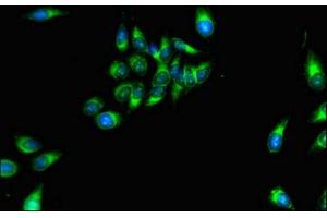 Immunofluorescent analysis of Hela cells using ABIN7160421 at dilution of 1:100 and Alexa Fluor 488-congugated AffiniPure Goat Anti-Rabbit IgG(H+L) (MPZL1 抗体  (AA 195-258))
