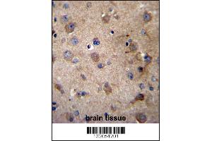 SERPINE2 Antibody immunohistochemistry analysis in formalin fixed and paraffin embedded human brain tissue followed by peroxidase conjugation of the secondary antibody and DAB staining.