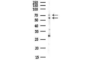 anti-Frizzled Family Receptor 8 (FZD8) (N-Term) antibody