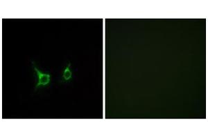 Immunofluorescence analysis of COS-7 cells, using FFAR2 antibody. (FFAR2 抗体  (C-Term))