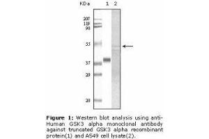 Image no. 2 for anti-Glycogen Synthase Kinase 3 alpha (GSK3a) antibody (ABIN232113) (GSK3 alpha 抗体)