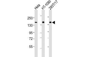 All lanes : Anti-RGEF2 Antibody (C-term) at 1:2000 dilution Lane 1: Hela whole cell lysates Lane 2: HT-1080 whole cell lysates Lane 3: 293T/17 whole cell lysates Lysates/proteins at 20 μg per lane. (RAPGEF2 抗体  (C-Term))