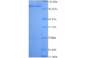 SDS-PAGE (SDS) image for N-Acetylated alpha-Linked Acidic Dipeptidase-Like 2 (NAALADL2) (AA 143-795), (Extracellular) protein (His tag) (ABIN5714370) (NAALADL2 Protein (AA 143-795, Extracellular) (His tag))