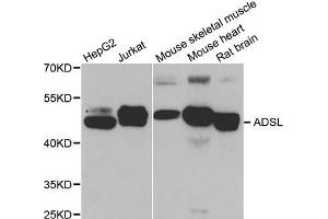 Western Blotting (WB) image for anti-Adenylosuccinate Lyase (ADSL) antibody (ABIN1980294) (Adenylosuccinate Lyase 抗体)