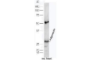 Western Blotting (WB) image for anti-Adiponectin (ADIPOQ) (AA 151-244) antibody (ABIN669051)
