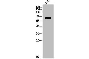 Western Blot analysis of 293 cells using Mena Polyclonal Antibody (ENAH 抗体  (C-Term))