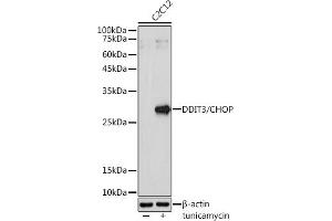 Western blot analysis of extracts of C2C12 cells, using DDIT3/CHOP antibody (ABIN3020709, ABIN3020710, ABIN3020711, ABIN1512759 and ABIN6213685) at 1:1000 dilution. (DDIT3 抗体  (C-Term))