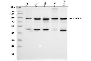 Western blot analysis of EWSR1 using anti-EWSR1 antibody (ABIN3043825).