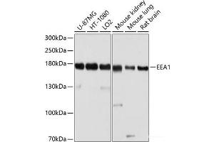 Western blot analysis of extracts of various cell lines using EEA1 Polyclonal Antibody at dilution of 1:1000. (EEA1 抗体)