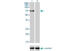 Western blot analysis of TRIM32 over-expressed 293 cell line, cotransfected with TRIM32 Validated Chimera RNAi (Lane 2) or non-transfected control (Lane 1). (TRIM32 抗体  (AA 105-204))