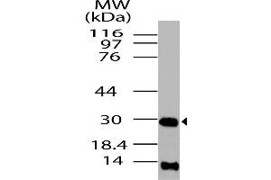 Image no. 1 for anti-High Mobility Group Box 1 (HMGB1) antibody (ABIN5027728) (HMGB1 抗体)