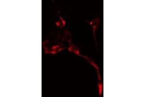 ABIN6278630 staining  NIH-3T3 cells by IF/ICC. (URI1 抗体  (Internal Region))