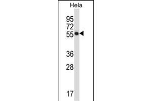 CSK Antibody (N-term) (ABIN657670 and ABIN2846663) western blot analysis in Hela cell line lysates (35 μg/lane). (CSK 抗体  (N-Term))