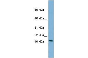 WB Suggested Anti-PYY Antibody Titration:  0. (Peptide YY 抗体  (Middle Region))