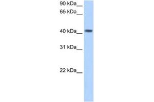 Western Blotting (WB) image for anti-Pregnancy Specific beta-1-Glycoprotein 5 (PSG5) antibody (ABIN2462521) (PSG5 抗体)