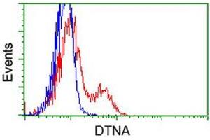 HEK293T cells transfected with either RC223952 overexpress plasmid (Red) or empty vector control plasmid (Blue) were immunostained by anti-DTNA antibody (ABIN2454033), and then analyzed by flow cytometry. (DTNA 抗体)
