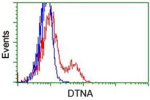 HEK293T cells transfected with either RC223952 overexpress plasmid (Red) or empty vector control plasmid (Blue) were immunostained by anti-DTNA antibody (ABIN2454033), and then analyzed by flow cytometry. (DTNA 抗体)