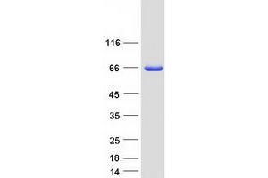 Western Blotting (WB) image for Neutrophil Cytosolic Factor 2 (NCF2) (Transcript Variant 1) protein (Myc-DYKDDDDK Tag) (ABIN2726893)