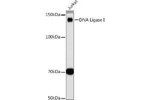 Western blot analysis of extracts of Jurkat cells, using DNA Ligase I antibody (ABIN7268251) at 1:1000 dilution. (LIG1 抗体)