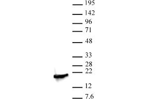 Histone H3K4me2 antibody (pAb) tested by Western blot. (Histone 3 抗体  (2meLys4))