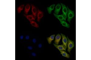 anti-Discs, Large Homolog 1 (DLG1) (Internal Region) antibody