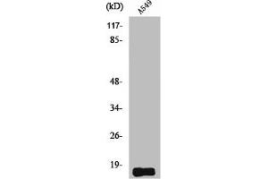 Western Blot analysis of A549 cells using Somatostatin Polyclonal Antibody (Somatostatin 抗体  (N-Term))