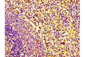 IHC image of ABIN7161695 diluted at 1:100 and staining in paraffin-embedded human spleen tissue performed on a Leica BondTM system. (RNASE2 抗体  (AA 28-161))