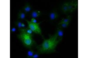 Anti-EFNA2 mouse monoclonal antibody (ABIN2452978) immunofluorescent staining of COS7 cells transiently transfected by pCMV6-ENTRY EFNA2 (RC213728). (Ephrin A2 抗体)