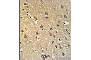 SPRN Antibody IHC analysis in formalin fixed and paraffin embedded brain tissue followed by peroxidase conjugation of the secondary antibody and DAB staining. (SPRN 抗体  (C-Term))