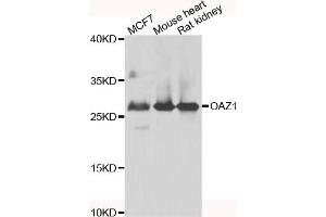 Western blot analysis of extracts of various cell lines, using OAZ1 antibody (ABIN4904605) at 1:1000 dilution.