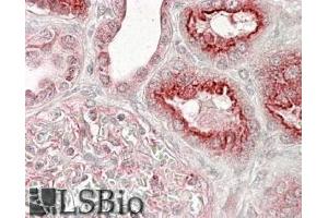 ABIN185427 (3. (VPS11 抗体  (Internal Region))