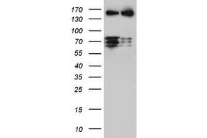 Image no. 1 for anti-CCR4-NOT Transcription Complex Subunit 4 (CNOT4) (AA 190-455) antibody (ABIN1491101) (CNOT4 抗体  (AA 190-455))
