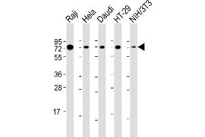 All lanes : Anti-KHDRBS1 Antibody (Center) at 1:2000 dilution Lane 1: Raji whole cell lysate Lane 2: Hela whole cell lysate Lane 3: Daudi whole cell lysate Lane 4: HT-29 whole cell lysate Lane 5: NIH/3T3 whole cell lysate Lysates/proteins at 20 μg per lane. (KHDRBS1 抗体  (AA 259-291))