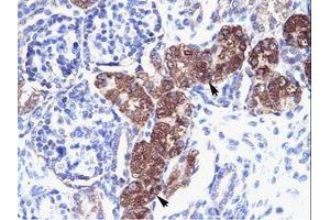Image no. 1 for anti-SRY (Sex Determining Region Y)-Box 18 (SOX18) (AA 271-320) antibody (ABIN6736037) (SOX18 抗体  (AA 271-320))