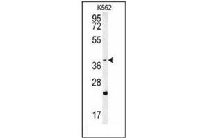 Western blot analysis of FBXW12 Antibody (C-term) in K562 cell line lysates (35ug/lane). (FBXW12 抗体  (C-Term))