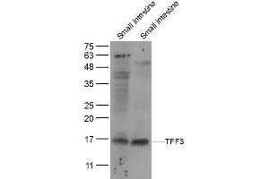 Lane 1: mouse small intestine lysates Lane 2: Rat small intestine lysates probed with TFF3 Polyclonal Antibody, Unconjugated  at 1:300 dilution and 4˚C overnight incubation. (TFF3 抗体  (AA 51-80))