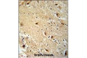 TBC14 antibody (Center) (ABIN654946 and ABIN2844587) immunohistochemistry analysis in formalin fixed and paraffin embedded human brain tissie followed by peroxidase conjugation of the secondary antibody and DAB staining. (TBC1D14 抗体  (AA 259-286))