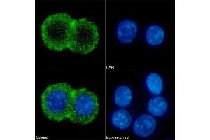 Immunofluorescence staining of fixed RAW264. (Recombinant CD86 抗体)