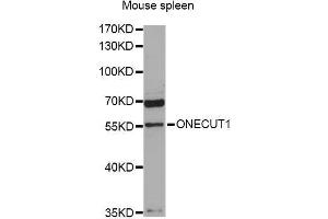 Western blot analysis of extracts of mouse spleen, using ONECUT1 antibody (ABIN5996488) at 1:3000 dilution. (ONECUT1 抗体)