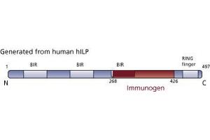 Image no. 3 for anti-X-Linked Inhibitor of Apoptosis (XIAP) (AA 268-426) antibody (ABIN968164) (XIAP 抗体  (AA 268-426))