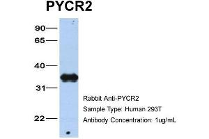 Host: Rabbit Target Name: PYCR2 Sample Type: 293T Antibody Dilution: 1. (PYCR2 抗体  (C-Term))