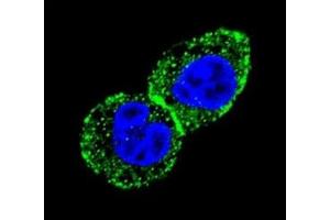 Immunofluorescence (IF) image for anti-Isocitrate Dehydrogenase 1 (NADP+), Soluble (IDH1) (AA 63-90) antibody (ABIN3031507)