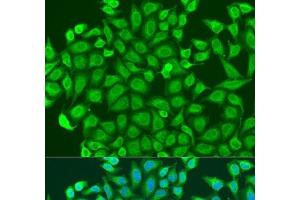 Immunofluorescence analysis of U2OS cells using PCDHA6 Polyclonal Antibody at dilution of 1:100. (PCDHA6 抗体)