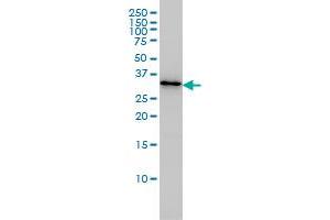 PDCL3 monoclonal antibody (M01), clone 1F10 Western Blot analysis of PDCL3 expression in Jurkat . (PDCL3 抗体  (AA 1-239))