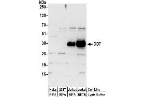 Western Blotting (WB) image for anti-CD7 (CD7) (AA 190-240) antibody (ABIN7455031) (CD7 抗体  (AA 190-240))