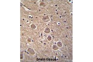 TP53INP1 Antibody (N-term) immunohistochemistry analysis in formalin fixed and paraffin embedded human brain tissue followed by peroxidase conjugation of the secondary antibody and DAB staining. (TP53INP1 抗体  (N-Term))
