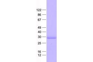 Validation with Western Blot
