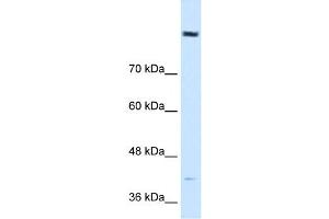 Cobl-Like 1 antibody used at 0. (COBLL1 抗体  (N-Term))