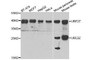 Western blot analysis of extracts of various cell lines, using UBE2Z antibody. (UBE2Z 抗体  (AA 115-354))